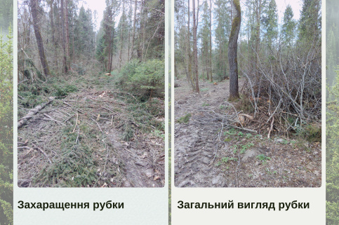 forestcom-Nadvirna-rubky-4.png