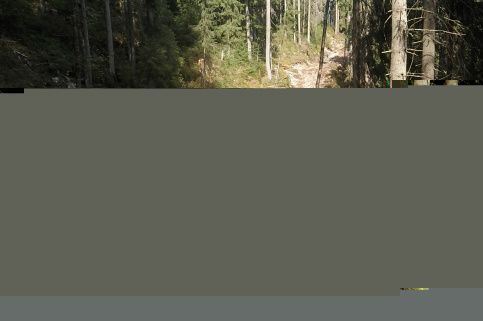 forestcom-yayko_10.jpg