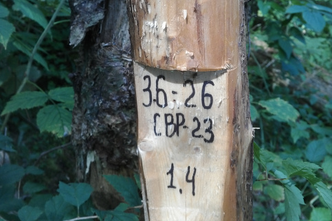 forestcom-yayko_12.jpg
