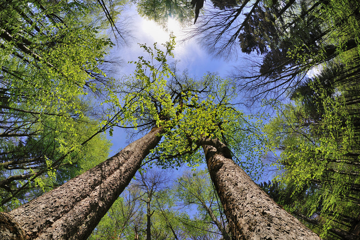 Development of an integrated web-oriented system for displaying planned logging