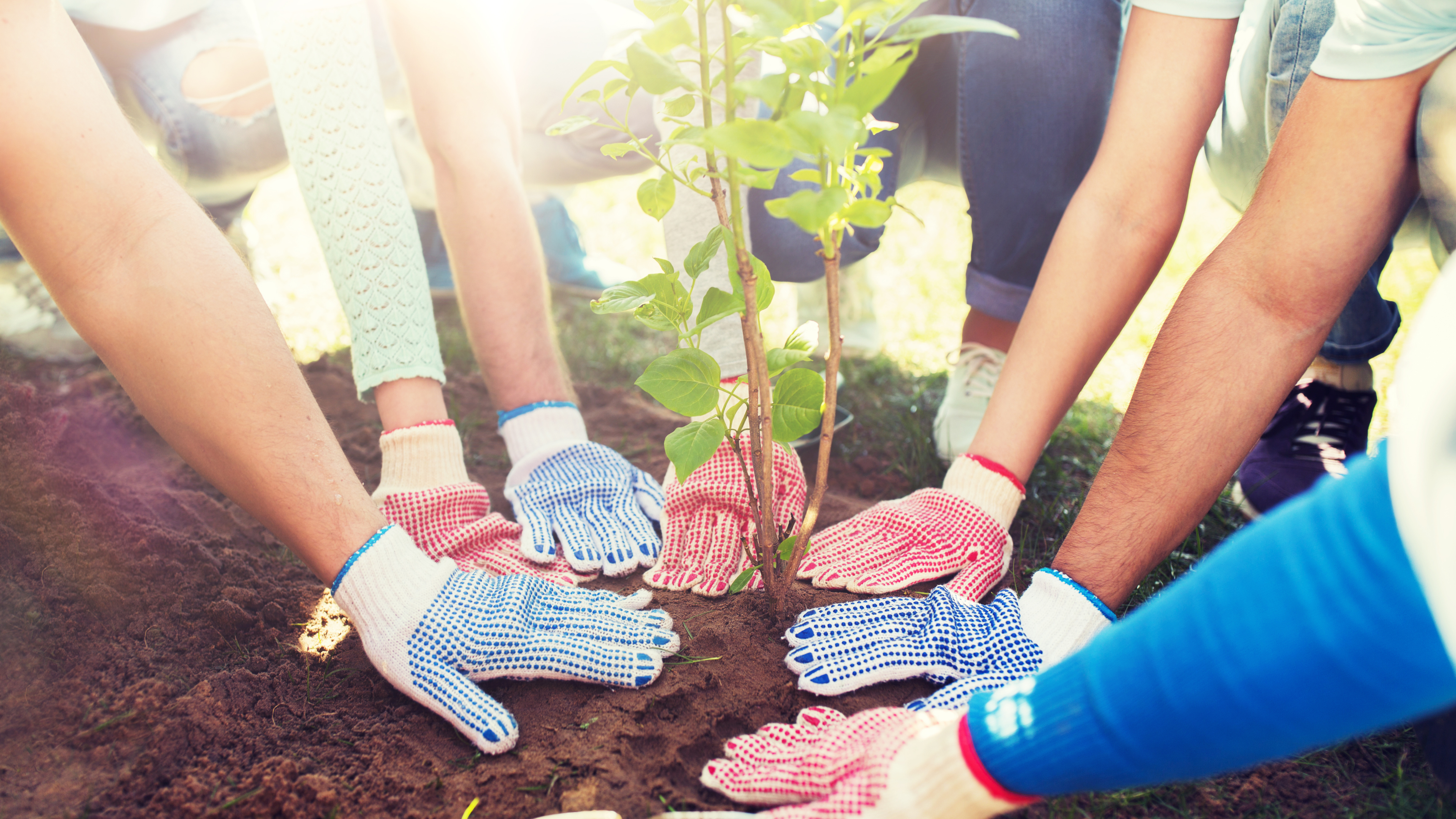 “ForestCom with IDPs: Forest for IDPs”