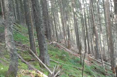 forestcom-yayko_14.jpg