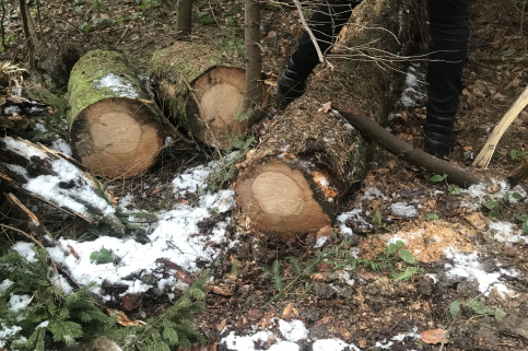 forestcom-rubka-7.jpeg