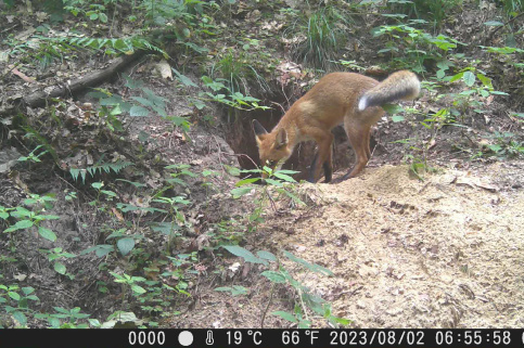 forestcom-volontery-brody-4.png