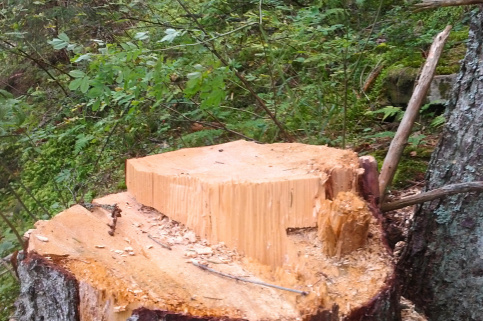 forestcom-yayko-1-5.png