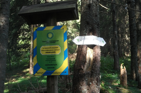 forestcom-yayko_4.jpg