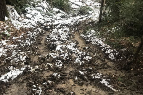 forestcom-rubka-6.jpeg