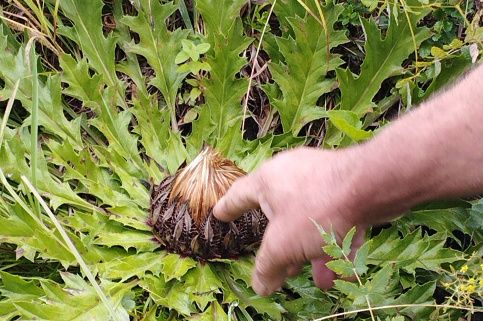 forestcom-ecozahid-2:08:23_5.jpg
