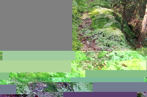 forestcom-yayko_1.jpg