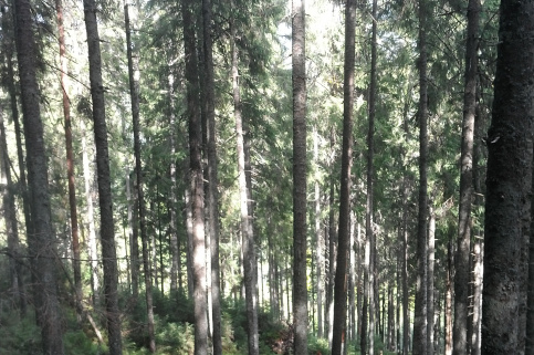 forestcom-yayko_13.jpg