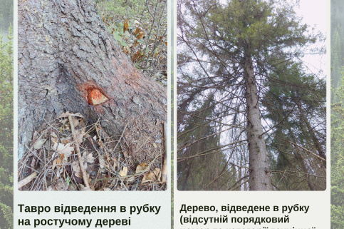 forestcom-Nadvirna-rubky-3.png