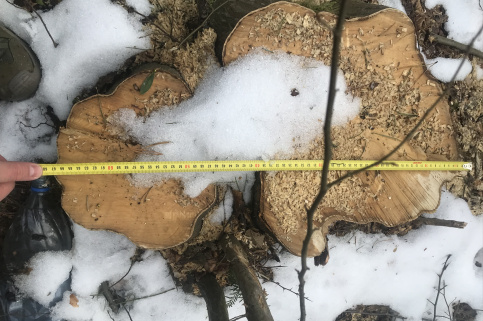 forestcom-rubka-1.jpeg