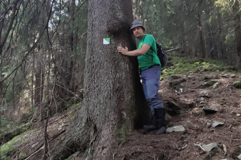 forestcom-yayko_3.jpg